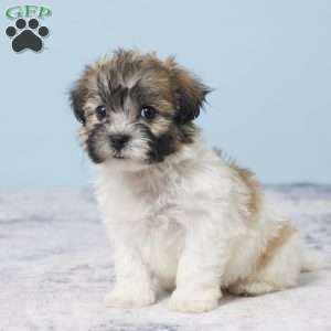 Cynthia, Teddy Bear Puppy